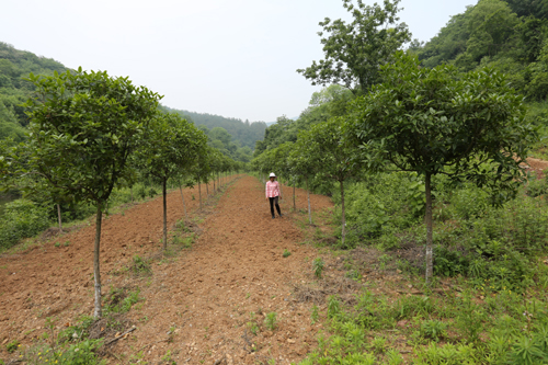 桂花树培育91视频最新地址